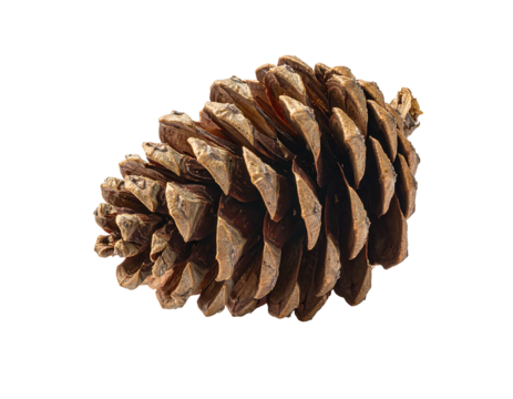 A detailed, brown pinecone isolated on a black background, exhibiting texture and pattern
