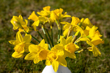 Fototapeta premium Blumenvase mit Strauß Narzissen, Narcissus