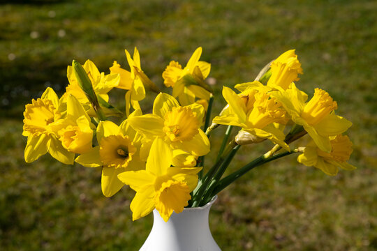 Blumenvase mit Strau&szlig; Narzissen, Narcissus
