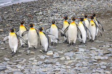 Marching King Penguins  (Aptenodytes patagonicus), Fortuna Bay, South Georgia	