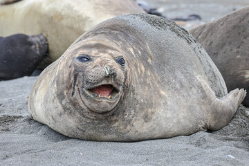 Southern Elephant Seal (Mirounga leonina), South Georgia, South Atlantic	