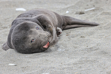Southern Fur Seal ( Arctocephalus ), South Georgia, South Atlantic	