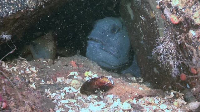 Observe an Atlantic wolfish, Anarhichas lupus, resting inside a rocky crevice. This shy fish is captured in its natural habitat in the cold waters of the North Atlantic during the daytime.