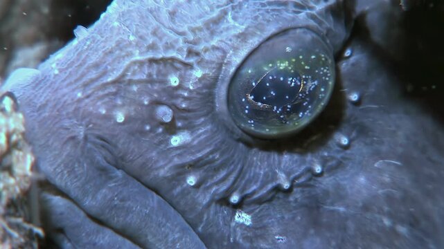 Observe closely Atlantic Catfish, also named sea wolf, showcasing its unique facial features. Located underwater in its natural habitat. Lighting is soft and shows details of Atlantic Catfish.