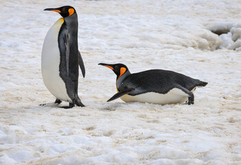 Pair of King Penguins in the snow (Aptenodytes patagonicus), Fortuna Bay, South Georgia	