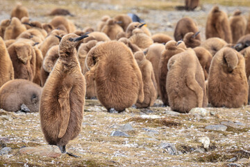 Colony of King Penguin chicks (Aptenodytes patagonicus), Fortuna Bay, South Georgia	
