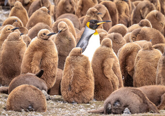  King Penguin amongst a colony of chicks (Aptenodytes patagonicus), Fortuna Bay, South Georgia	

