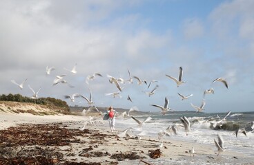 Woman running on the beach Flock of Seagulls in Motion on Windy Coastal Beach