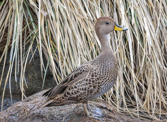South Georgia Pintail (Anas georgica georgica), Grytviken, South Georgia, South Atlantic	