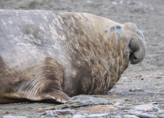 Southern Elephant Seal (Mirounga leonina), South Georgia, South Atlantic	