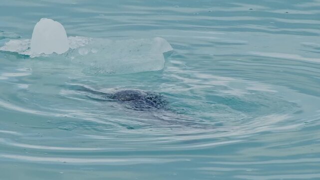 A close up shot of a seal swimming in the cold, blue water of a glacial lagoon in Iceland. The seal's head and back are visible above the surface as it glides past a melting iceberg.