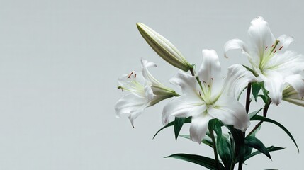Fototapeta premium A white flower arrangement with four flowers on a white background.