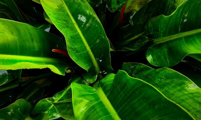 beautiful green broadleaf plants that are freshly wet from raindrops