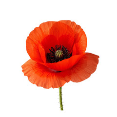 Poppy flower blooming on a black background