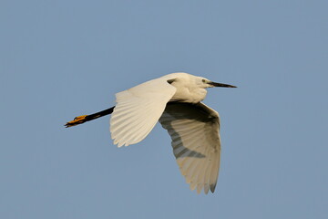 Birds of SL