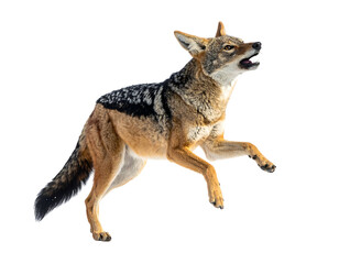 Obraz premium A golden jackal leaps, mouth open. Black back contrasts against its golden brown fur. White background is removed