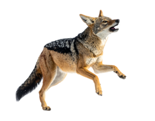 A golden jackal leaps, mouth open. Black back contrasts against its golden brown fur. White background is removed