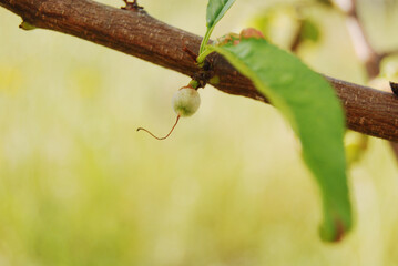 The birth of a donut peach