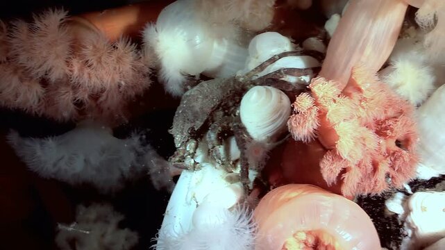 Observe a Hyas Araneus, the Arctic spider crab, carefully navigating a vibrant garden of Metridium Senile sea anemones in frigid Arctic waters. A delicate dance of life.