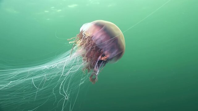 Observe a magnificent Cyanea capillata swimming gracefully in the frigid waters of the Arctic. Watch its tentacles flow as it pulsates through its cold, watery habitat.