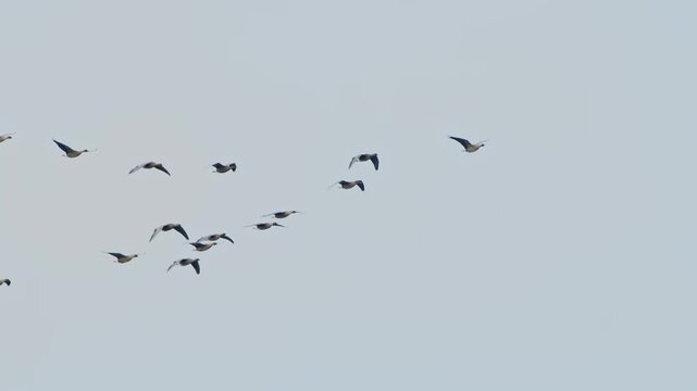 A flock of migrating birds, likely Pink footed Geese, flies in a classic V formation against a soft gray sky in Iceland.