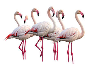 A group of pink flamingos standing close together with long legs on a black background
