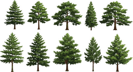 Coniferous trees illustration, evergreen forest elements, pine tree collection, botanical foliage set, nature landscape design, green tree silhouettes, vector art
