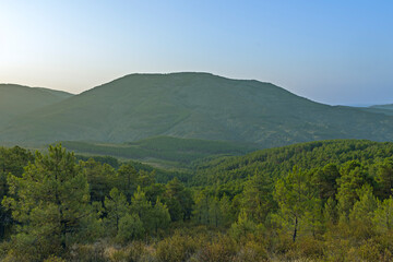 Fototapeta premium A winter scene in a Scots pine forest, with snow partially melting among the brown pinecones under the orange light of dawn