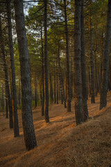 Obraz premium Close-up of the forest floor covered with brown pinecones among pine needles, with the rising sun creating plays of light and shadow among the trees