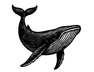 whale 