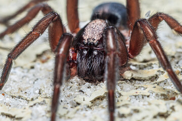 Up close brown and black spider portrait