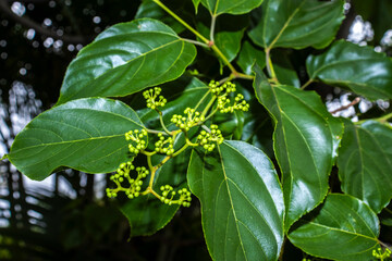 Close-up of the Japanese Raisin Tree (Hovenia dulcis) inflorescence. Shows delicate white flowers...