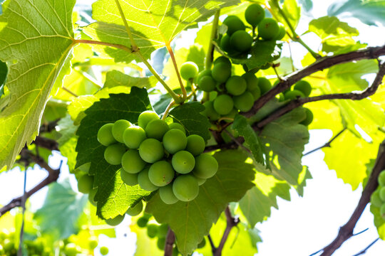 Bunches of young, unripe green grapes hang from a vine surrounded by lush leaves. This image captures a crucial early stage in viticulture, showing the fruit's development before ripening and harvest.