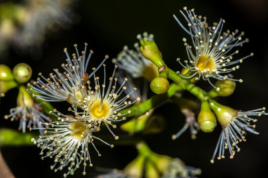 Flowering branch of a Jambolan (Syzygium cumini) tree, showcasing clusters of delicate, white, fluffy blossoms and green buds against a background of lush leaves in Brazil.