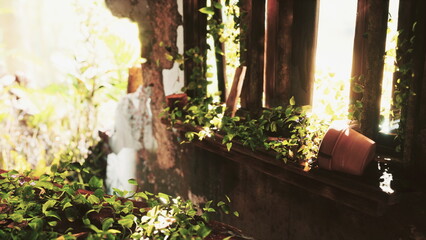 Obraz premium Sunlight streams through broken wooden slats, illuminating vibrant plants cascading from rustic pots. Natures resilience is evident as greenery flourishes in an abandoned space, filling it with life.