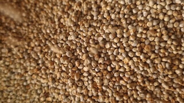A wholesome harvest of bajra grains cascades in a mesmerizing, rhythmic downpour. Pearl millet, a gluten-free staple, is rich in protein, fiber, and minerals.