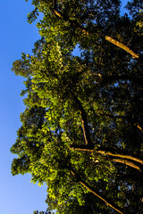 Beautiful Ficus Elastica tree in Brazil. Colorful leaves of tree on the warm sunny day. It is a large tree in the banyan group of figs. The strong and irregular trunk. It has broad shiny oval leaves