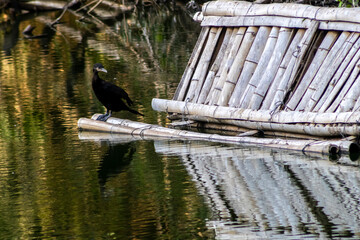 The cormorant (Nannopterum brasilianum) is a southern bird of the Phalacrocoracidae family. An aquatic bird, it dives in search of fish in a lake in a public park in Brazil.