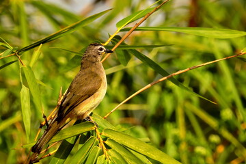 bird on a branch