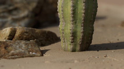 A tall cactus rises from the sandy ground, surrounded by weathered stones under the blazing sun, portraying the beauty of perseverance in a harsh desert environment.