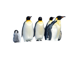 Fototapeta premium A huddle of emperor penguins, including one chick, stand together against a black background in a close up shot