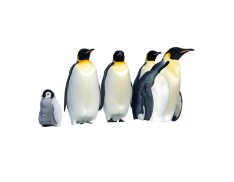 A huddle of emperor penguins, including one chick, stand together against a black background in a close up shot
