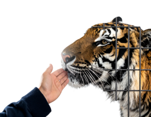 A human hand reaching towards a caged tiger's face against a black background, suggesting connection/restriction