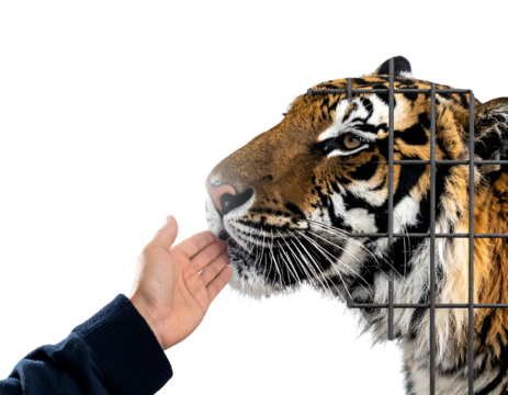 A human hand reaching towards a caged tiger's face against a black background, suggesting connection/restriction