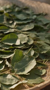 Patchouli leaves move gently under warm sunlight, blending earthiness and freshness