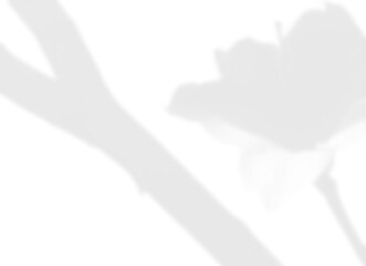 Flower and Branch Sunlight Shadow