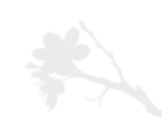 Flower and Branch Sunlight Shadow