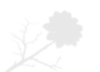 Flower and Branch Sunlight Shadow