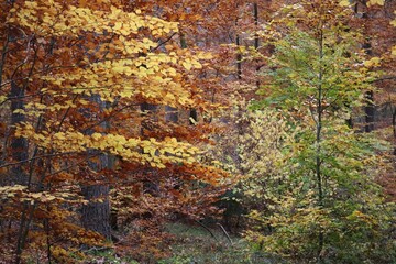 Beech foliage in November