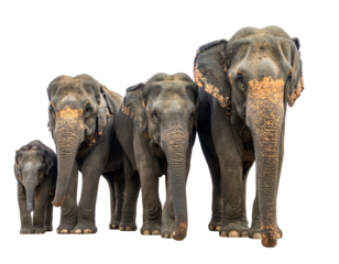 A line of four elephants of varying sizes stand against a black backdrop, the largest closest to the viewer